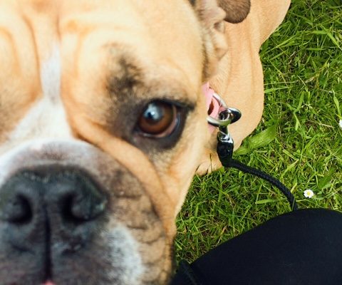 Walking bully breeds #bulldogs in London Colney